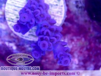 https://www.boutique-nosybe.com/5411-thickbox_default/acropora-tenuis-usa-wysiwyg-25092021-15.jpg