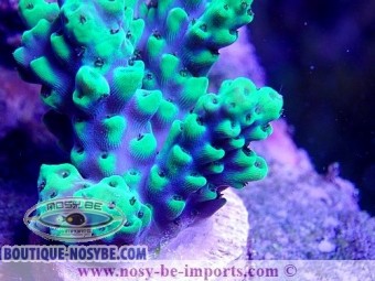 https://www.boutique-nosybe.com/5412-thickbox_default/acropora-sp-usa-wysiwyg-25092021-16.jpg