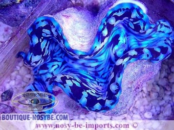 https://www.boutique-nosybe.com/5414-thickbox_default/tridacna-squamosa-bleu-elevage-wysiwyg-25092021-17.jpg