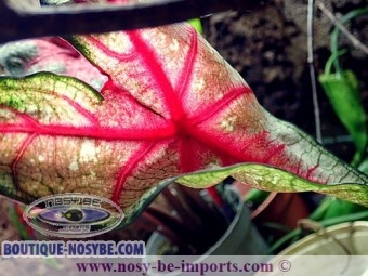 https://www.boutique-nosybe.com/5470-thickbox_default/caladium-sp-rouge.jpg