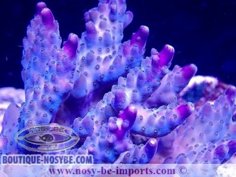 https://www.boutique-nosybe.com/5479-thickbox_default/acropora-sp-wysiwyg-16102021-4.jpg