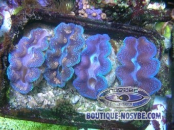 https://www.boutique-nosybe.com/548-thickbox_default/tridacna-crocea.jpg