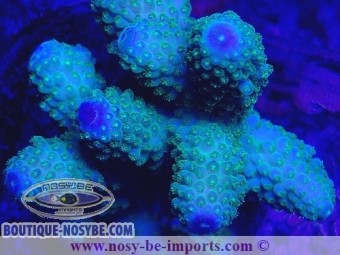 https://www.boutique-nosybe.com/5480-thickbox_default/acropora-humilis-wysiwyg-16102021-5.jpg