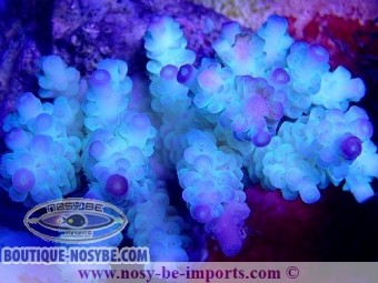 https://www.boutique-nosybe.com/5483-thickbox_default/acropora-tenuis-wysiwyg-16102021-6.jpg