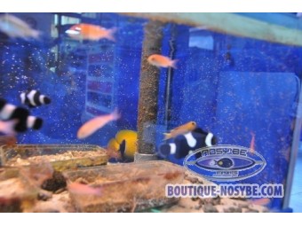 https://www.boutique-nosybe.com/550-thickbox_default/pseudanthias-cooperi.jpg