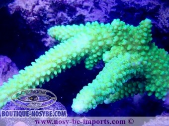 https://www.boutique-nosybe.com/5503-thickbox_default/acropora-hoeksemai-wysiwyg-16102021-18.jpg