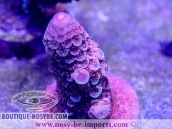 https://www.boutique-nosybe.com/5505-thickbox_default/acropora-spathulata-wysiwyg-16102021-19.jpg