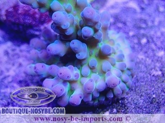 https://www.boutique-nosybe.com/5507-thickbox_default/acropora-sp-usa-wysiwyg-16102021-20.jpg