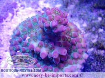 https://www.boutique-nosybe.com/5512-thickbox_default/acropora-sp-usa-wysiwyg-16102021-21.jpg