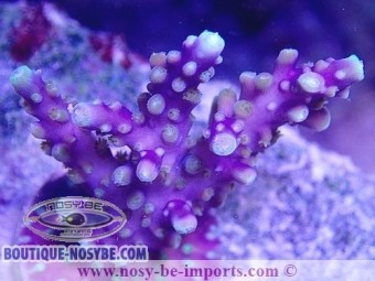 https://www.boutique-nosybe.com/5514-thickbox_default/acropora-sp-usa-wysiwyg-16102021-22.jpg