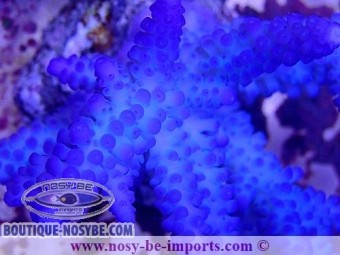 https://www.boutique-nosybe.com/5517-thickbox_default/acropora-gomezi-wysiwyg-16102021-23.jpg