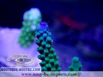 https://www.boutique-nosybe.com/5520-thickbox_default/acropora-sp-wysiwyg-16102021-25.jpg