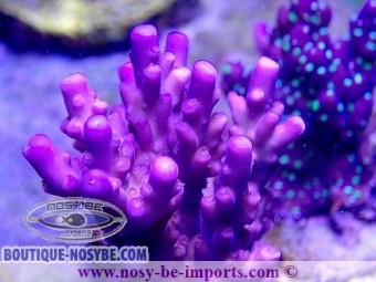 https://www.boutique-nosybe.com/5521-thickbox_default/acropora-sp-usa-wysiwyg-16102021-26.jpg