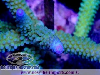 https://www.boutique-nosybe.com/5522-thickbox_default/acropora-sp-wysiwyg-16102021-27.jpg
