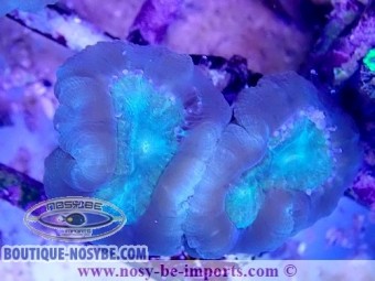https://www.boutique-nosybe.com/5525-thickbox_default/caulastrea-sp-wysiwyg-16102021-28.jpg