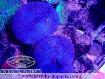 https://www.boutique-nosybe.com/5526-thickbox_default/actinodiscus-sp-bleu-wysiwyg-16102021-29.jpg