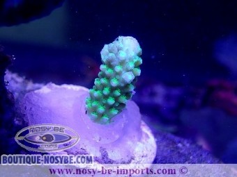 https://www.boutique-nosybe.com/5527-thickbox_default/acropora-hoeksemai-wysiwyg-16102021-30.jpg