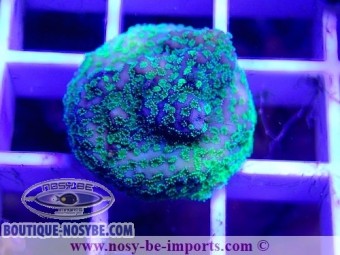 https://www.boutique-nosybe.com/5528-thickbox_default/montipora-sp-wysiwyg-16102021-31.jpg