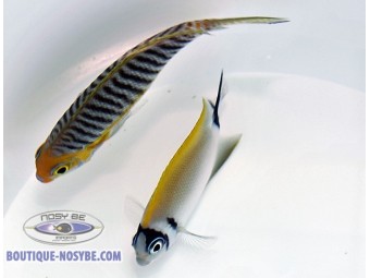 https://www.boutique-nosybe.com/5668-thickbox_default/genicanthus-semifasciatus.jpg