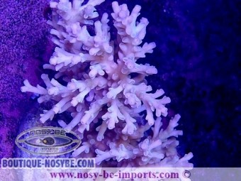 https://www.boutique-nosybe.com/5716-thickbox_default/acropora-jacquelinae.jpg