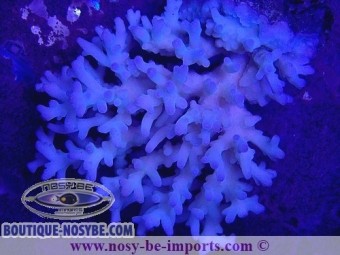 https://www.boutique-nosybe.com/5722-thickbox_default/acropora-lokani.jpg