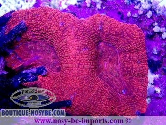 https://www.boutique-nosybe.com/5735-thickbox_default/acanthastrea-bowerbanki-wysiwyg-21012022-1.jpg