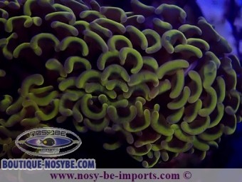 https://www.boutique-nosybe.com/5742-thickbox_default/euphyllia-ancora-jaune-wysiwyg-24012022-4.jpg