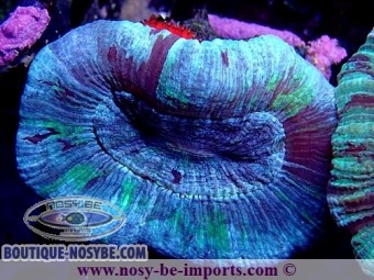 https://www.boutique-nosybe.com/5744-thickbox_default/trachyphyllia-sp-wysiwyg-24012022-5.jpg