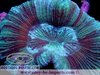https://www.boutique-nosybe.com/5745-thickbox_default/trachyphyllia-sp-wysiwyg-24012022-6.jpg