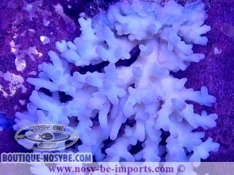 https://www.boutique-nosybe.com/5755-thickbox_default/acropora-lokani-wysiwyg-25012022-3.jpg