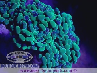 https://www.boutique-nosybe.com/5778-thickbox_default/euphyllia-paraancora-wysiwyg-27012022-8.jpg