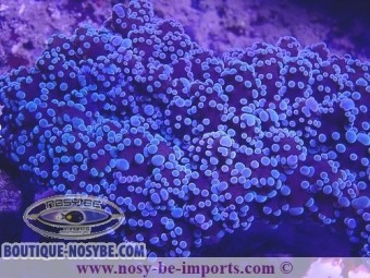 https://www.boutique-nosybe.com/5779-thickbox_default/euphyllia-divisa-wysiwyg-27012022-9.jpg