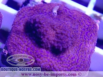 https://www.boutique-nosybe.com/5782-thickbox_default/montipora-sp-wysiwyg-27012022-11.jpg