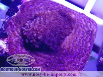 https://www.boutique-nosybe.com/5784-thickbox_default/montipora-sp-wysiwyg-27012022-12.jpg