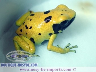 https://www.boutique-nosybe.com/5813-thickbox_default/dendrobates-leucomelas-fine-spot.jpg