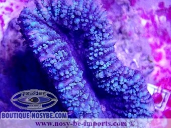 https://www.boutique-nosybe.com/5874-thickbox_default/lobophyllia-sp-wysiwyg-18022022-3.jpg
