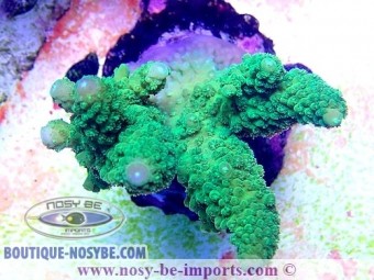 https://www.boutique-nosybe.com/5877-thickbox_default/acropora-sp-wysiwyg-18022022-6.jpg