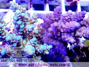 https://www.boutique-nosybe.com/5878-thickbox_default/acropora-tenuis-double-wysiwyg-18022022-7.jpg