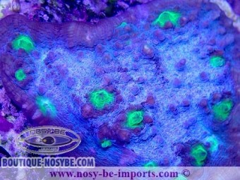 https://www.boutique-nosybe.com/5889-thickbox_default/echinophyllia-sp-wysiwyg-18022022-16.jpg