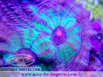 https://www.boutique-nosybe.com/5890-thickbox_default/echinophyllia-sp-wysiwyg-18022022-15.jpg