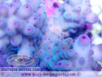 https://www.boutique-nosybe.com/5923-thickbox_default/acropora-sp-wysiwyg-18022022-35.jpg