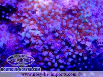 https://www.boutique-nosybe.com/5926-thickbox_default/montipora-sp-wysiwyg-18022022-36.jpg