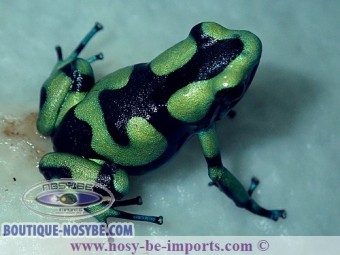 https://www.boutique-nosybe.com/5934-thickbox_default/dendrobates-auratus-capurgana.jpg