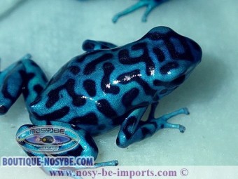 https://www.boutique-nosybe.com/5938-thickbox_default/dendrobates-auratus-reticulata-bleue.jpg