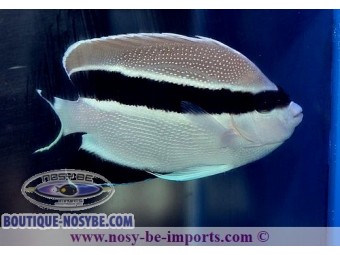 https://www.boutique-nosybe.com/5948-thickbox_default/apolemichthys-arcuatus-elevage.jpg