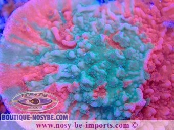 https://www.boutique-nosybe.com/5956-thickbox_default/montipora-capricornis-grafted-wysiwyg-02042022-1.jpg