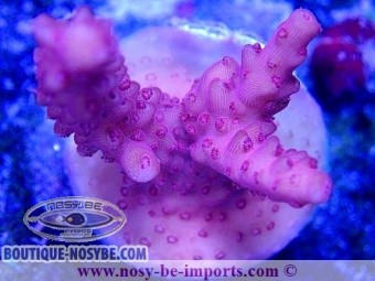 https://www.boutique-nosybe.com/5958-thickbox_default/acropora-sp-usa-wysiwyg-02042022-2.jpg