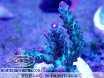 https://www.boutique-nosybe.com/5960-thickbox_default/acropora-sp-usa-wysiwyg-02042022-4.jpg