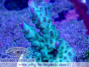 https://www.boutique-nosybe.com/5962-thickbox_default/acropora-sp-usa-wysiwyg-02042022-5.jpg