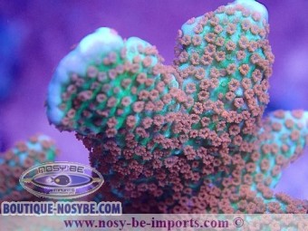 https://www.boutique-nosybe.com/5964-thickbox_default/montipora-confusa-wysiwyg-02042022-6.jpg